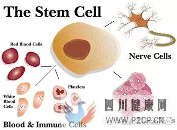 关于干细胞你所不知道的好处(图7)