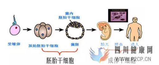 各种干细胞到底有何作用(图4) 各种干细胞到底有何作用(图4)