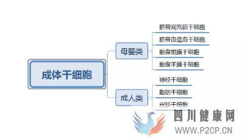 各种干细胞到底有何作用(图5)