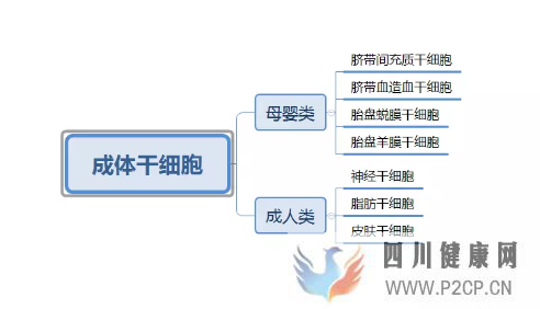 各种干细胞到底有何作用(图6) 各种干细胞到底有何作用(图6)