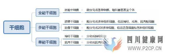 各种干细胞到底有何作用(图10) 各种干细胞到底有何作用(图10)