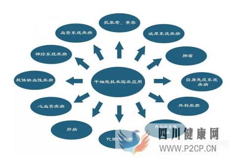 各种干细胞到底有何作用(图13)