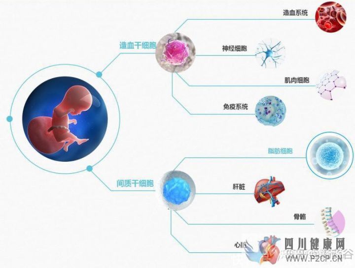 干细胞究竟有何作用呢(图3) 干细胞究竟有何作用呢(图3)