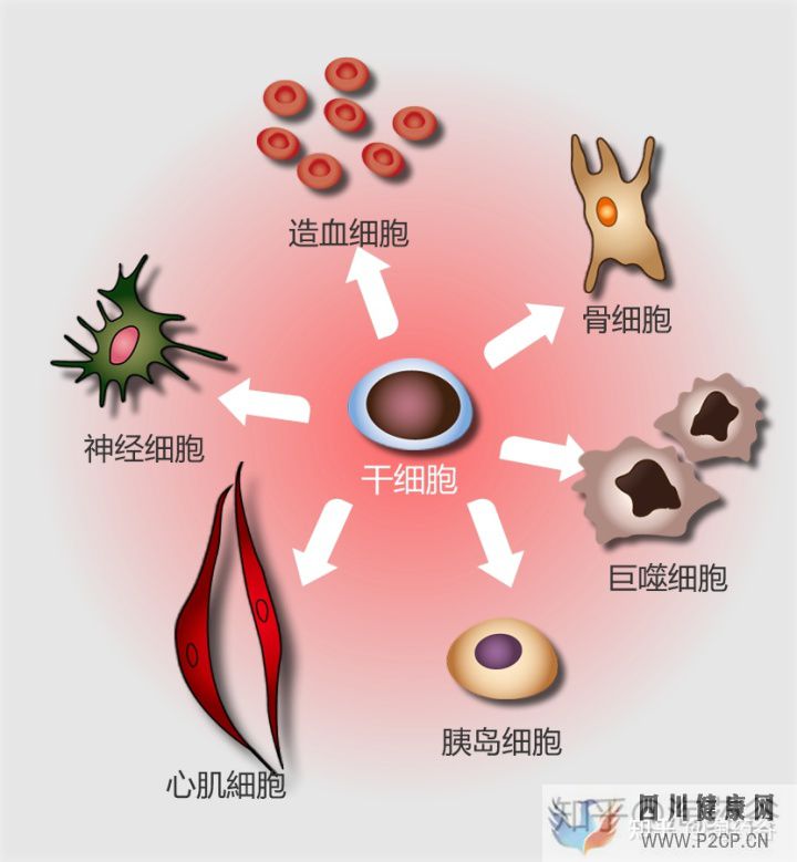 干细胞究竟有何作用呢(图7) 干细胞究竟有何作用呢(图7)