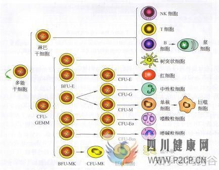 干细胞究竟有何作用呢(图9)