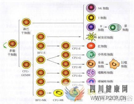 干细胞究竟有何作用呢(图10) 干细胞究竟有何作用呢(图10)