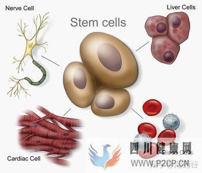 干细胞究竟有何作用呢(图13)