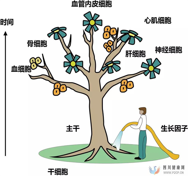 间充质干细胞储存的四大好处(图2) 间充质干细胞储存的四大好处(图2)