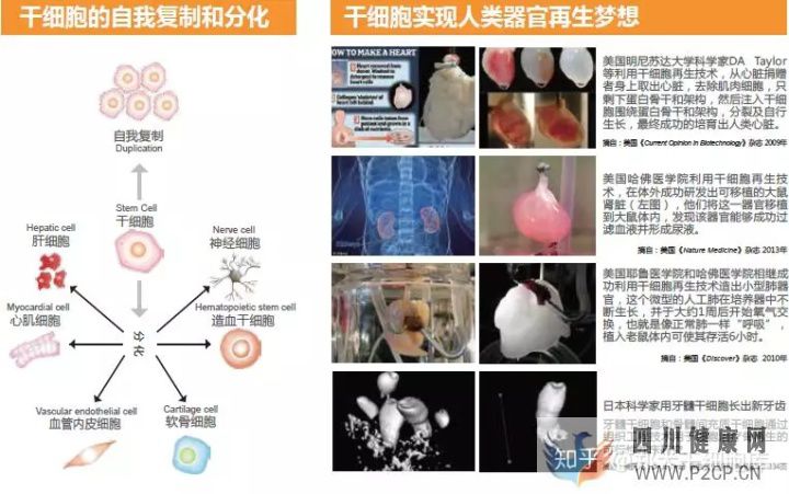 干细胞简介——什么是干细胞(图1)