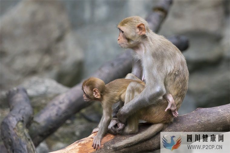 不育症新希望?科学家利用猴子干细胞培育出有功能的精子细胞(图1) 不育症新希望?科学家利用猴子干细胞培育出有功能的精子细胞(图1)