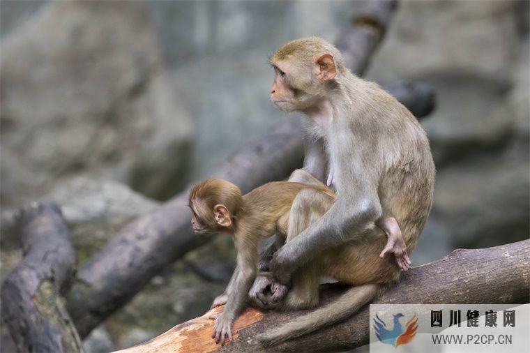 不育症新希望？科学家利用猴子干细胞培育出有功能的精子细胞(图1)