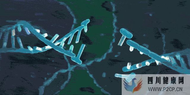 干细胞对身体的几大作用(图4) 干细胞对身体的几大作用(图4)