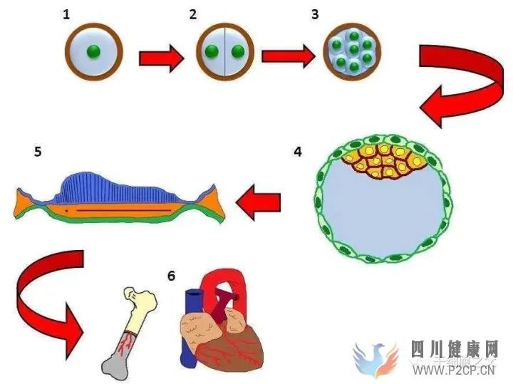 干细胞是干什么的有什么作用和“我”有什么关...(图7)