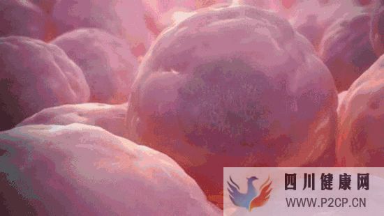 干细胞是干什么的有什么作用和“我”有什么关...(图6) 干细胞是干什么的有什么作用和“我”有什么关...(图6)