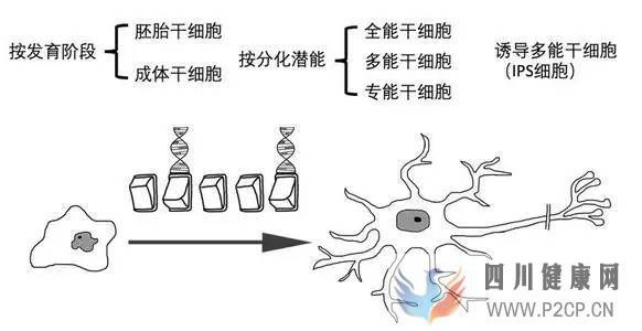 科普丨干细胞是干什么的_能治疗哪些病_国内外研究..._知乎_(图3)