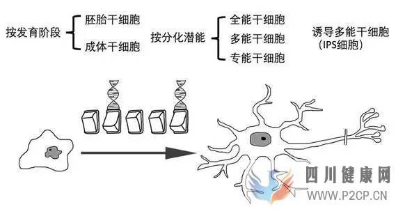 科普丨干细胞是干什么的能治疗哪些病国内外研究...(图3) 科普丨干细胞是干什么的能治疗哪些病国内外研究...(图3)