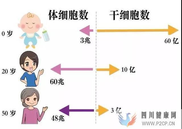 科普丨干细胞是干什么的能治疗哪些病国内外研究...(图11)