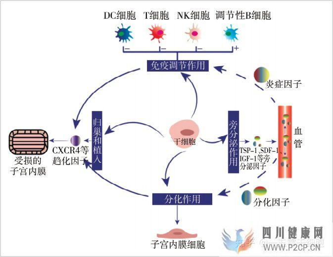 干细胞的4大作用,帮助修复宫腔粘连所致的子宫内膜...(图3)