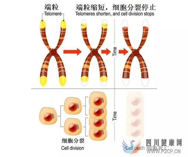 揭秘干细胞四大功能(四)如何进行抗凋亡(图4)