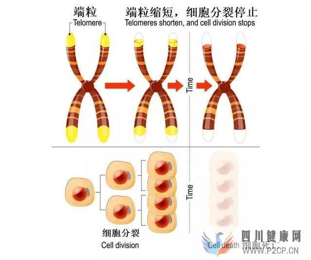 揭秘干细胞四大功能(四)如何进行抗凋亡(图4) 揭秘干细胞四大功能(四)如何进行抗凋亡(图4)