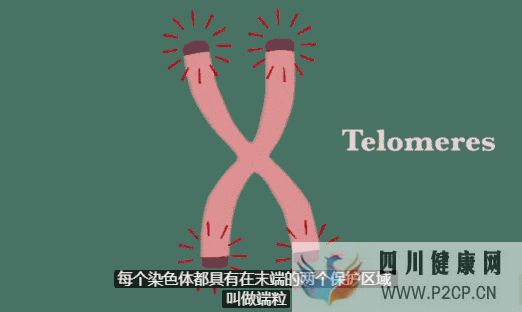 揭秘干细胞四大功能(四)如何进行抗凋亡(图6) 揭秘干细胞四大功能(四)如何进行抗凋亡(图6)