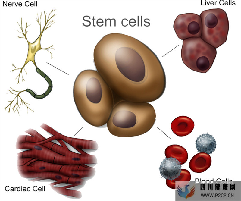 自体干细胞及其四大应用！(图2)