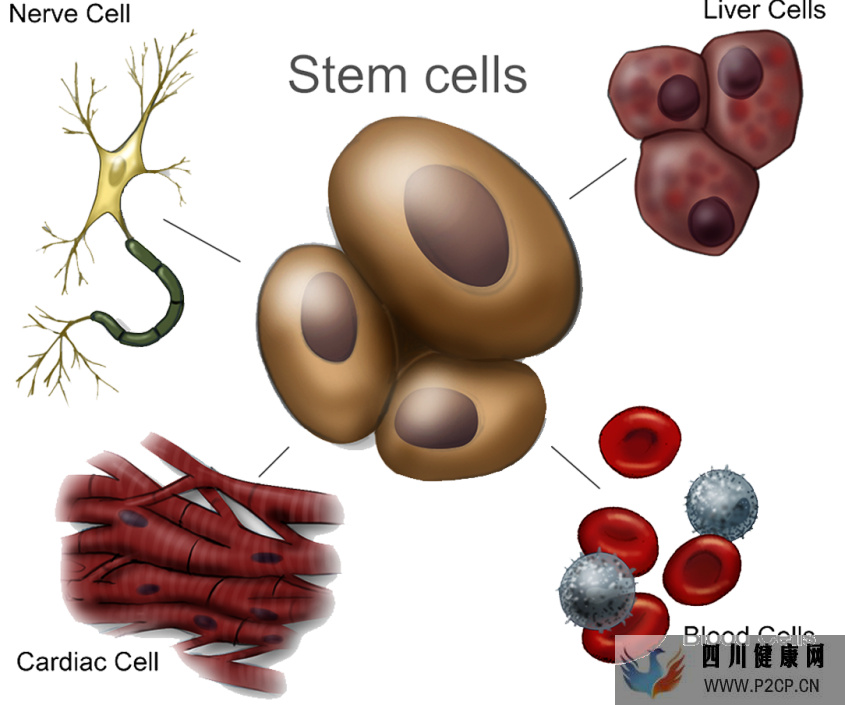 自体干细胞及其四大应用！(图1)
