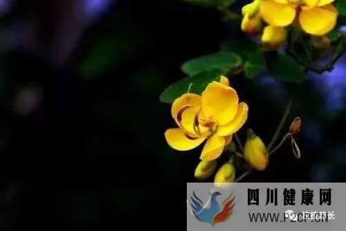 问答决明子的作用和功效是什么?(图1) 问答决明子的作用和功效是什么?(图1)