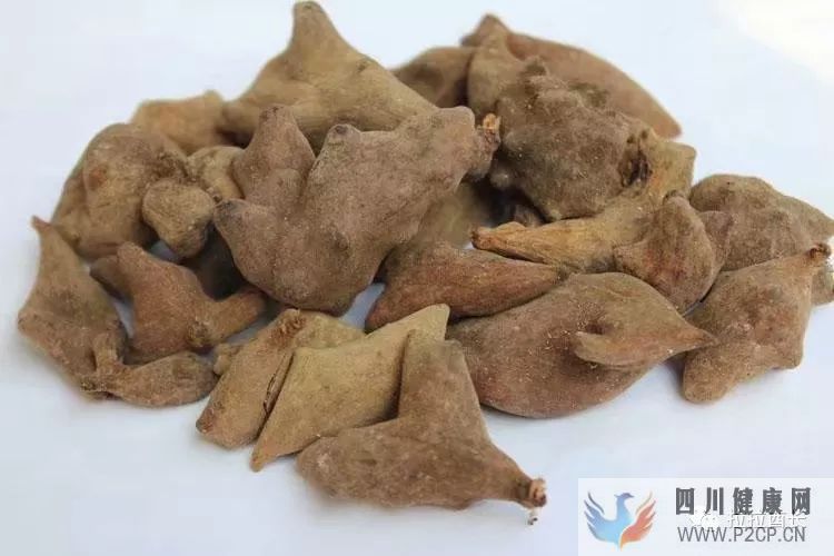 问答五倍子的作用和功效是什么?(图1) 问答五倍子的作用和功效是什么?(图1)