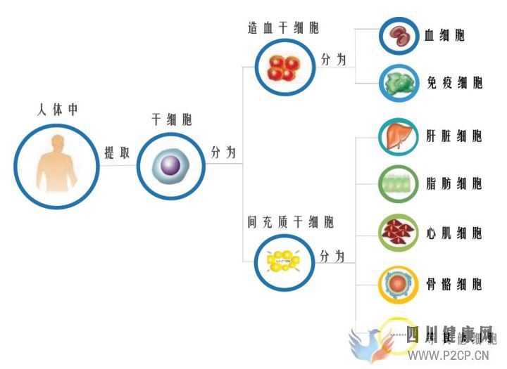 干细胞储存是一种怎样的体验干货分享!(图2)