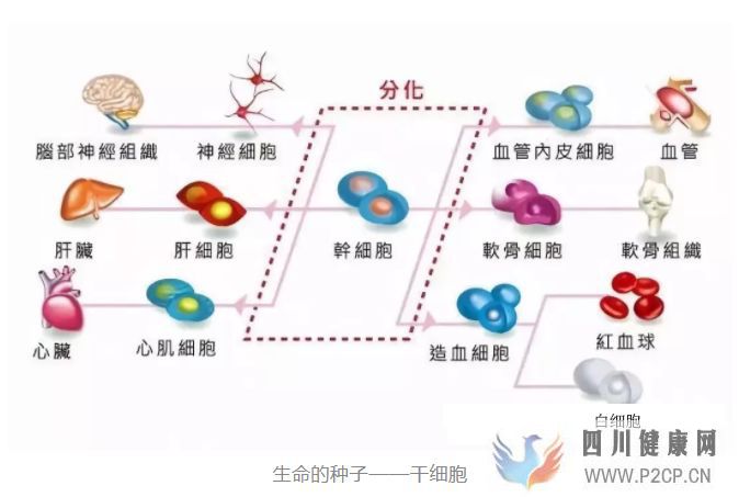 干细胞储存是一种怎样的体验干货分享!(图3)