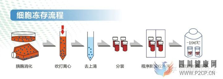 存储干细胞究竟为何(图1) 存储干细胞究竟为何(图1)
