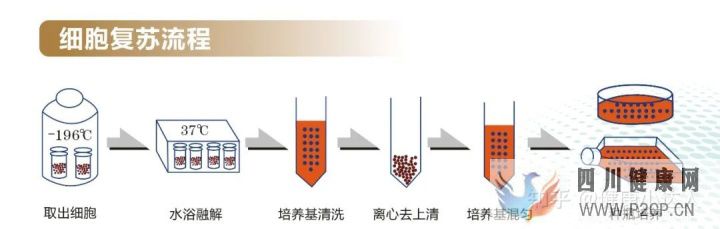 存储干细胞究竟为何(图3) 存储干细胞究竟为何(图3)