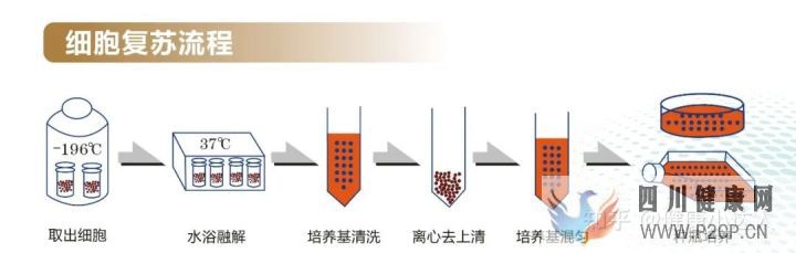 存储干细胞究竟为何(图4) 存储干细胞究竟为何(图4)