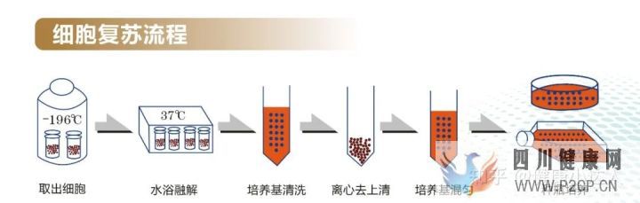 存储干细胞究竟为何(图4)