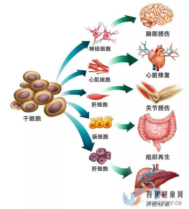 存储干细胞究竟为何(图7) 存储干细胞究竟为何(图7)