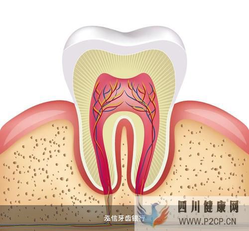 牙髓干细胞储存的流程及发展(图2)