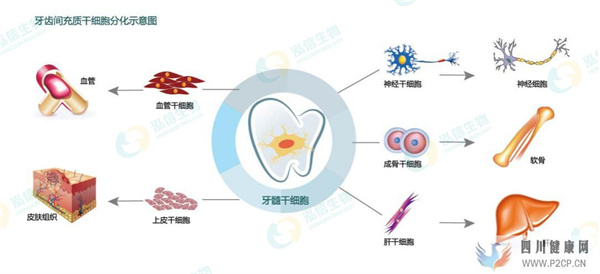 牙髓干细胞是骗局吗？牙髓干细胞储存是真的吗？(图1)