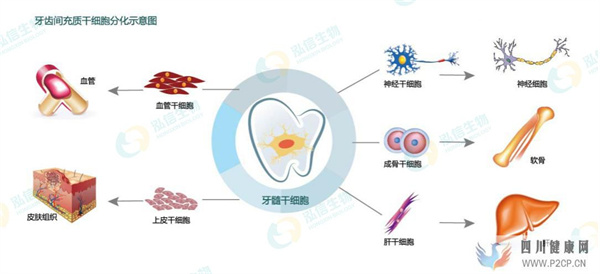 牙髓干细胞是骗局吗?牙髓干细胞储存是真的吗?(图2) 牙髓干细胞是骗局吗?牙髓干细胞储存是真的吗?(图2)