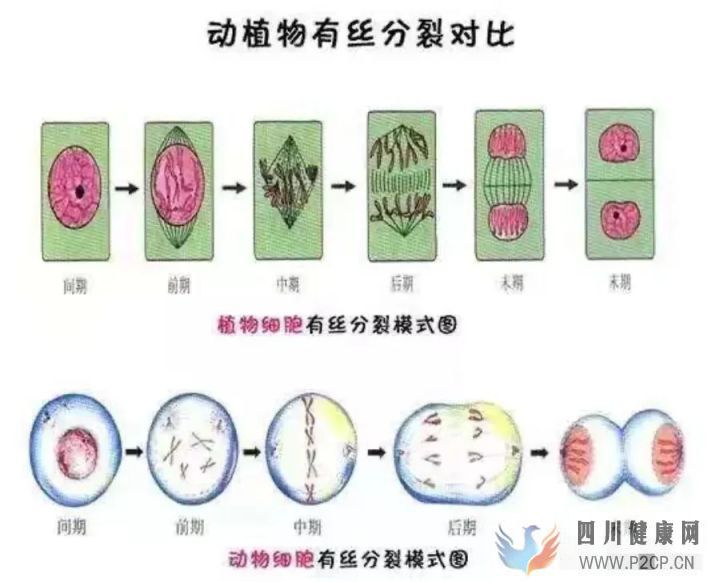 干细胞应用有哪些骗局(图5)