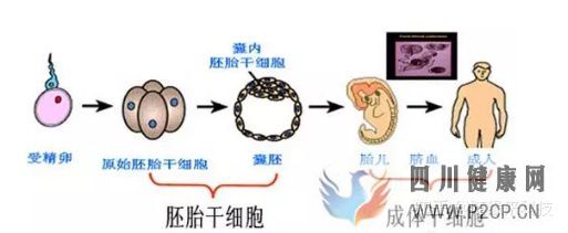 什么是干细胞,不同的干细胞是指什么,又是如何区...(图1) 什么是干细胞,不同的干细胞是指什么,又是如何区...(图1)