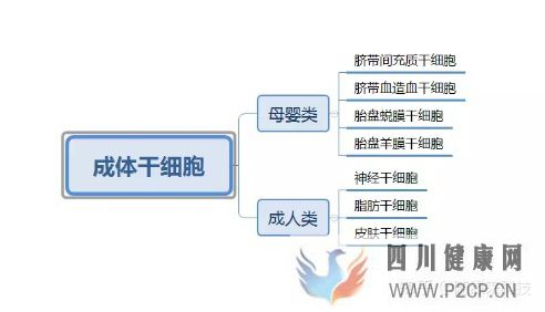 什么是干细胞,不同的干细胞是指什么,又是如何区...(图6)