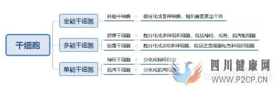 什么是干细胞,不同的干细胞是指什么,又是如何区...(图7)