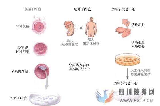 什么是干细胞这里全面解释(图2) 什么是干细胞这里全面解释(图2)