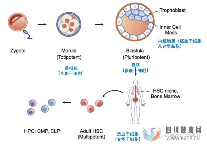 干细胞科普干细胞分类及特点(图1)