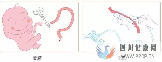干细胞科普干细胞分类及特点(图8) 干细胞科普干细胞分类及特点(图8)