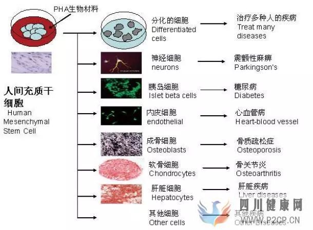 干细胞科普干细胞分类及特点(图4) 干细胞科普干细胞分类及特点(图4)