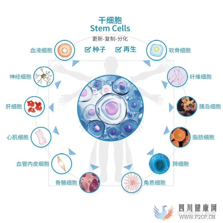 干细胞科普干细胞分类及特点(图6) 干细胞科普干细胞分类及特点(图6)