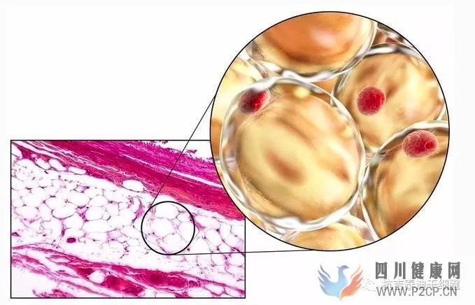 干细胞科普干细胞分类及特点(图11)