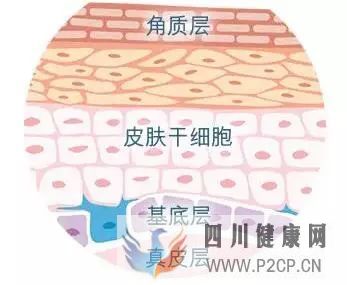 干细胞科普干细胞分类及特点(图13) 干细胞科普干细胞分类及特点(图13)